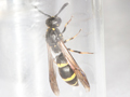 Symmorphus bifasciatus